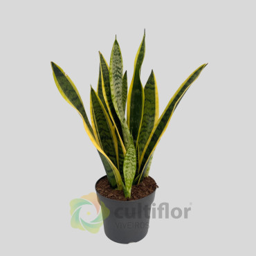 Sansevieria trifasciata "Laurentii"