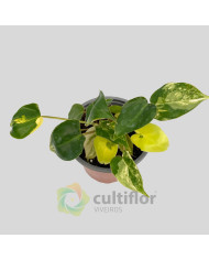 Philodendron "Burle Marx" variegata baby