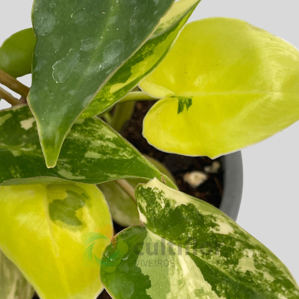 Philodendron "Burle Marx" variegata baby