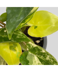 Philodendron "Burle Marx" variegata baby