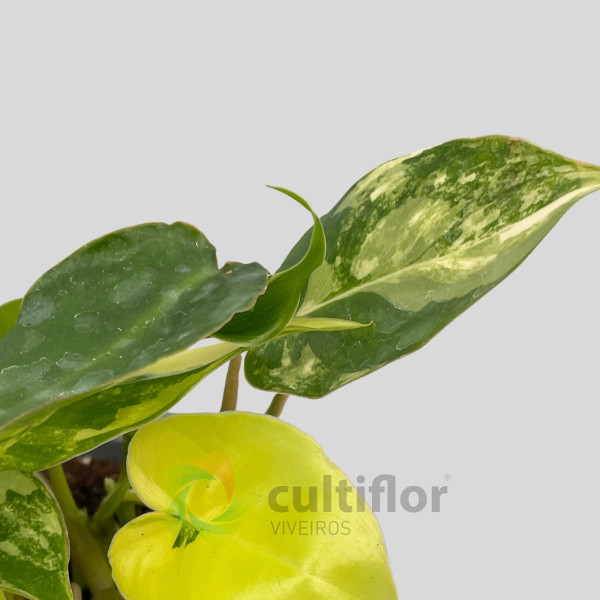 Philodendron "Burle Marx" variegata baby