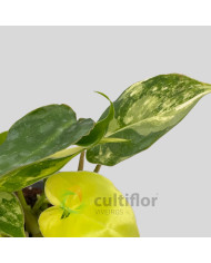 Philodendron "Burle Marx" variegata baby