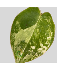 Philodendron "Burle Marx" variegata baby