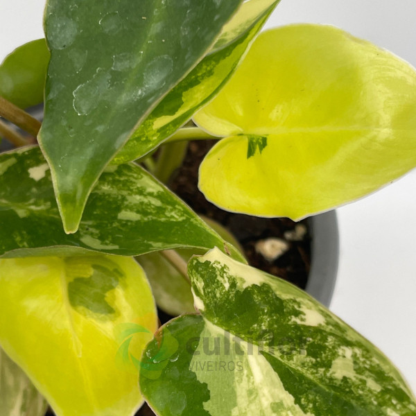 Philodendron "Burle Marx" variegata baby