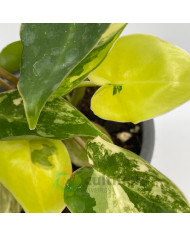 Philodendron "Burle Marx" variegata baby