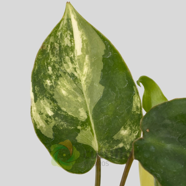 Philodendron "Burle Marx" variegata baby