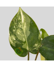 Philodendron "Burle Marx" variegata baby