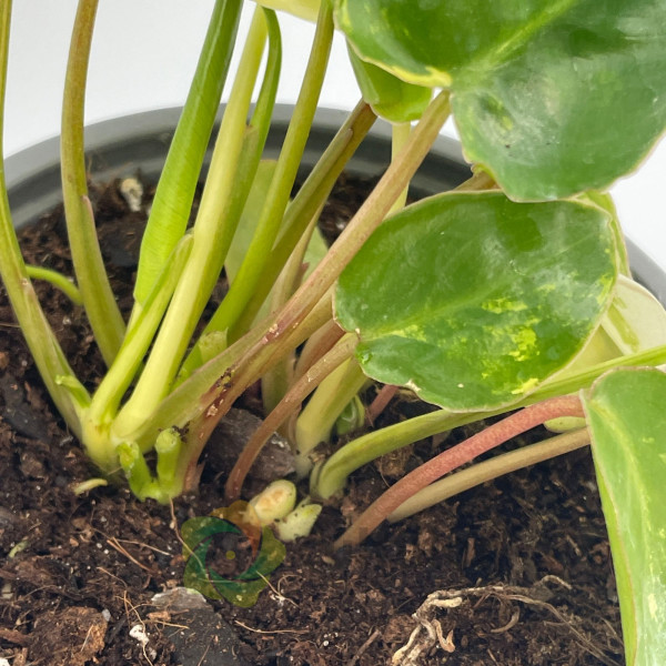 Philodendron "Burle Marx" variegata baby