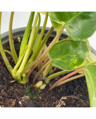 Philodendron "Burle Marx" variegata baby