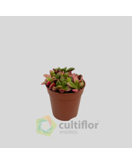 Anacampseros rufescens variegata