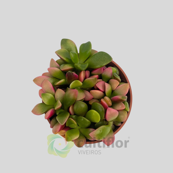 Anacampseros rufescens variegata