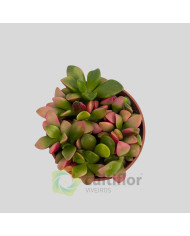 Anacampseros rufescens variegata