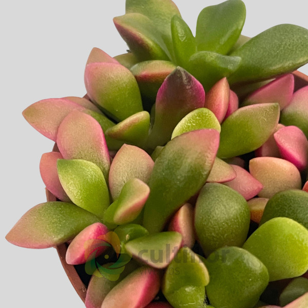 Anacampseros rufescens variegata