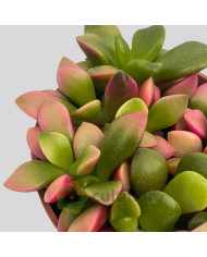 Anacampseros rufescens variegata