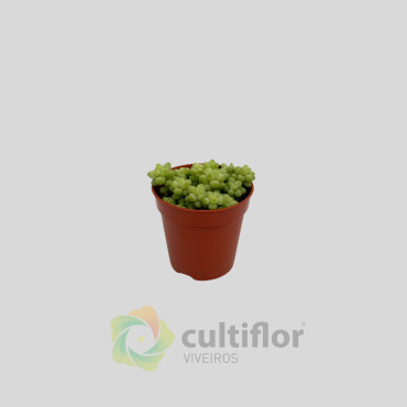 Sedum morganianum "Burrito"