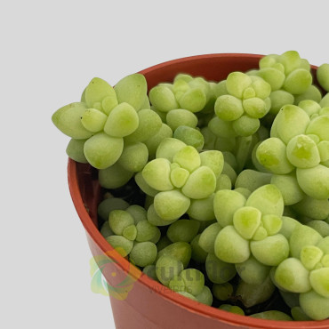 Sedum morganianum "Burrito"