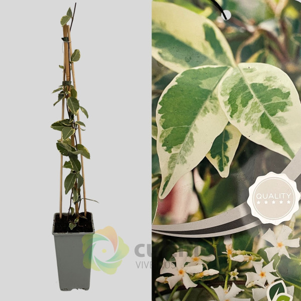 Trachelospermum jasminoides Variegata