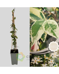 Trachelospermum jasminoides Variegata