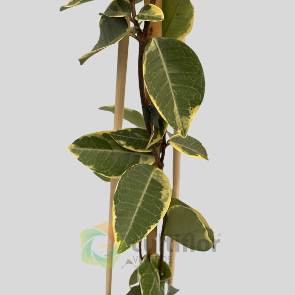 Trachelospermum jasminoides Variegata