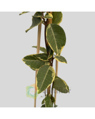 Trachelospermum jasminoides Variegata