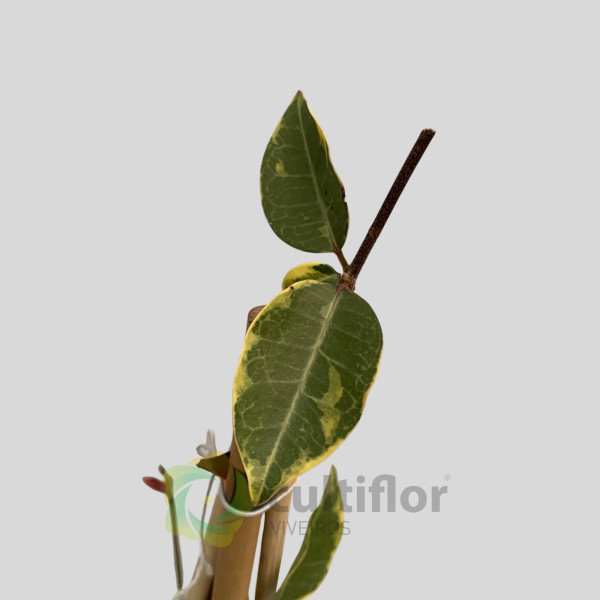 Trachelospermum jasminoides Variegata