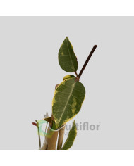 Trachelospermum jasminoides Variegata