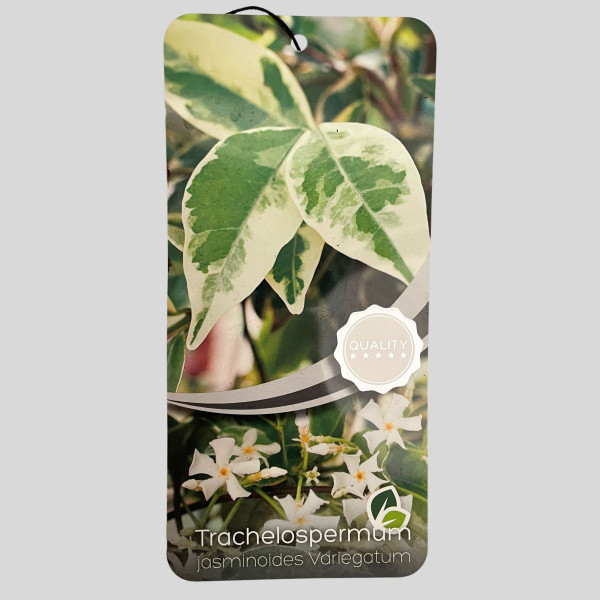 Trachelospermum jasminoides Variegata