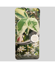 Trachelospermum jasminoides Variegata