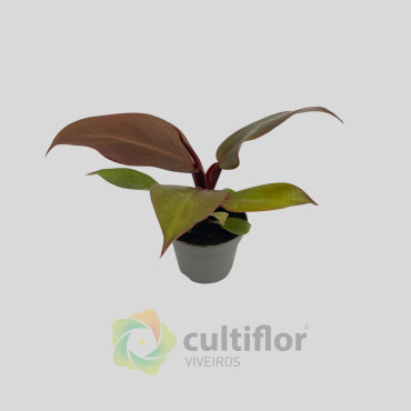 Philodendron "Red Sun" Baby