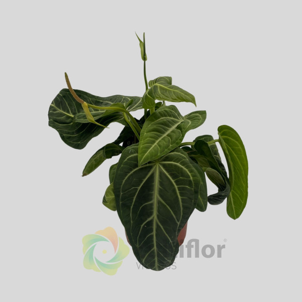 Anthurium villenaorum v21cm