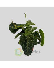 Anthurium villenaorum v21cm