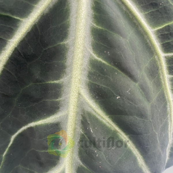 Anthurium villenaorum v21cm
