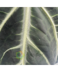 Anthurium villenaorum v21cm