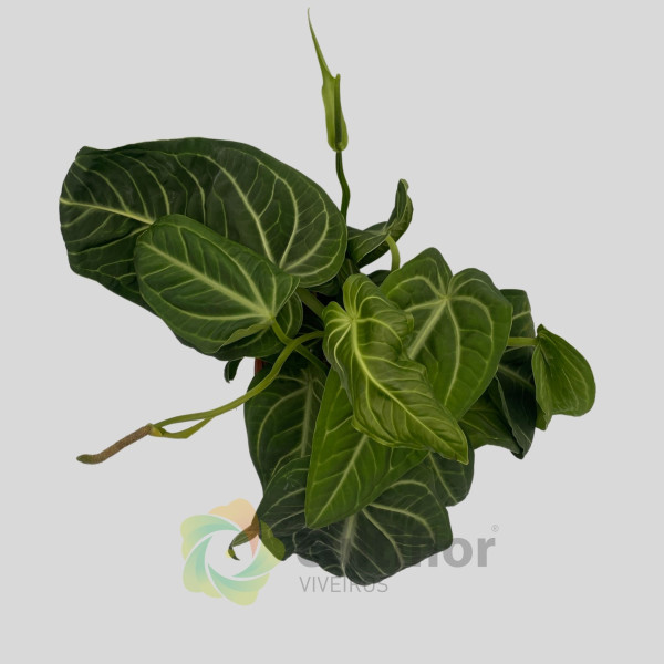 Anthurium villenaorum v21cm
