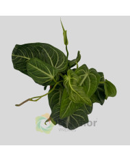 Anthurium villenaorum v21cm