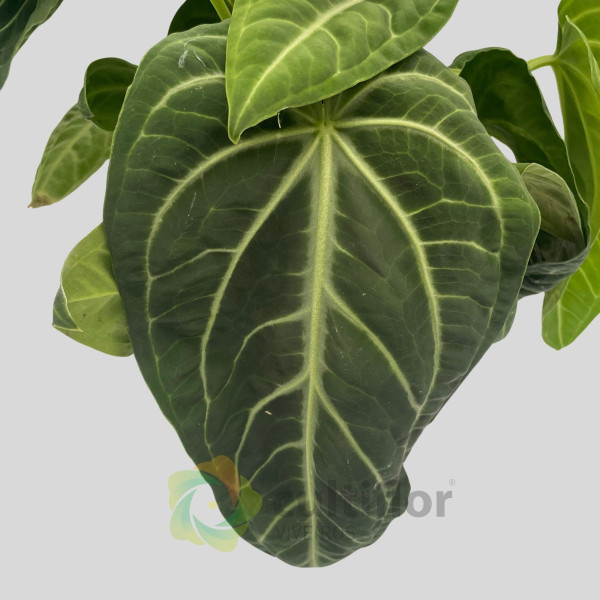 Anthurium villenaorum v21cm