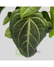 Anthurium villenaorum v21cm