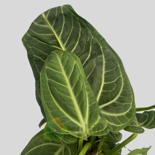 Anthurium villenaorum v21cm
