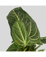 Anthurium villenaorum v21cm