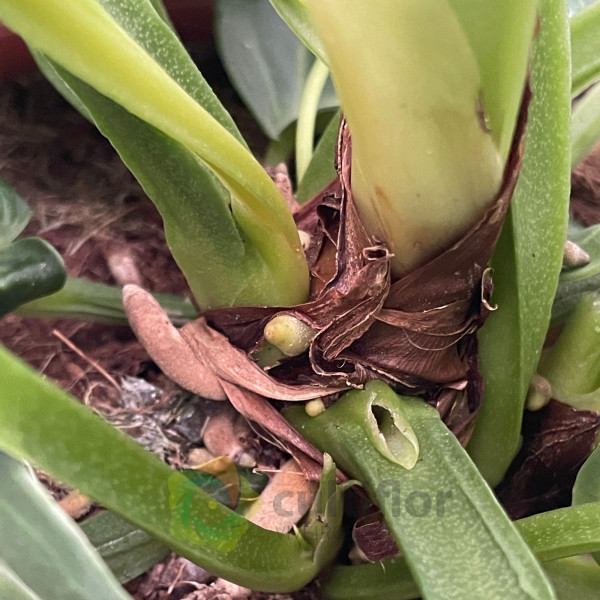 Anthurium villenaorum v21cm