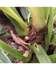 Anthurium villenaorum v21cm