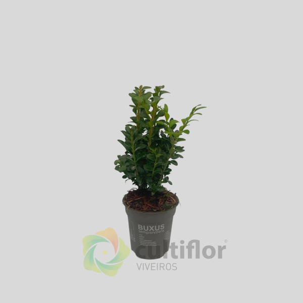 Buxus sempervirens