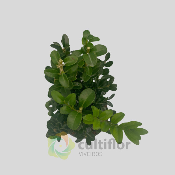 Buxus sempervirens