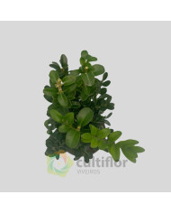 Buxus sempervirens