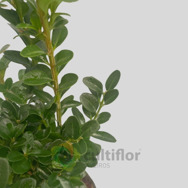Buxus sempervirens