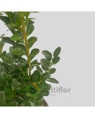 Buxus sempervirens