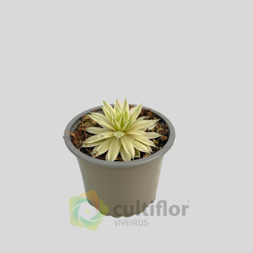 Sempervivum "Saxon"
