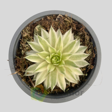 Sempervivum "Saxon"