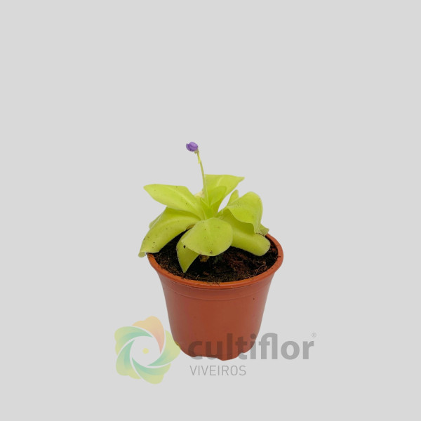 Pinguicula
