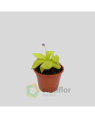 Pinguicula